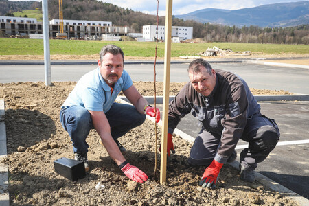 Obcina_hoce_slivnica_sajenje_lip marec2026_foto_pigac_si (41)